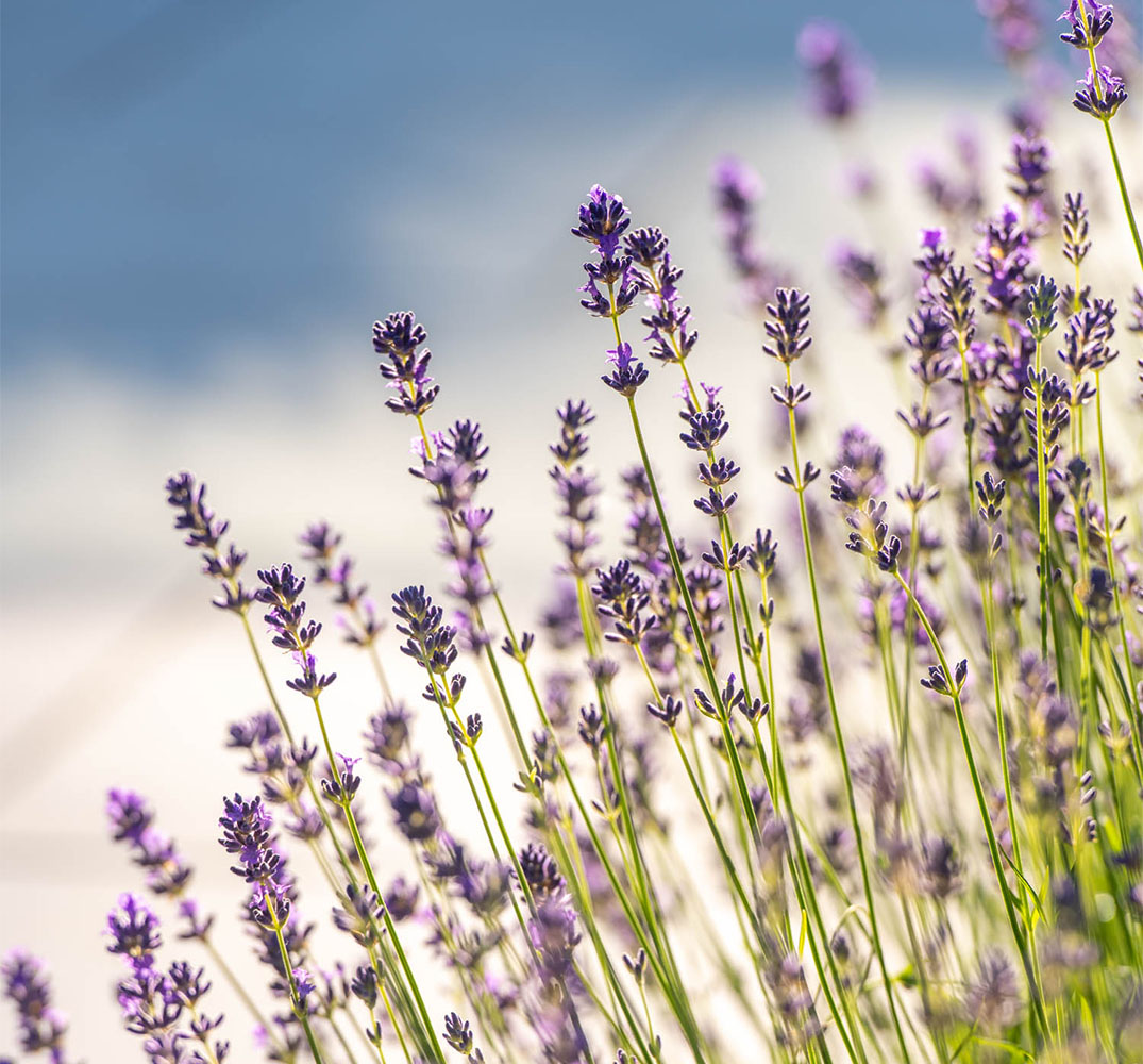 surrey lavender